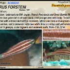 Scarus forsteni - Forsten's parrotfish