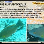 Scarus flavipectoralis - Yellow parrotfish