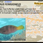 Scarus ferrugineus - Rusty parrotfish