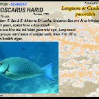 Hipposcarus harid - Candelamoa parrotfish