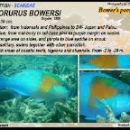 Chlorurus  bowersi - Bower's parrotfish