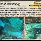 Chlorurus sordidus -  Bullethead parrotfish
