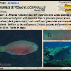 Chlorurus strongylocephalus - Steephead   parrotfish