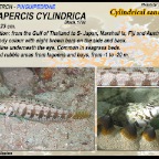 Parapercis cylindrica - Cylindrical sandperch