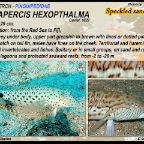Parapercis hexophtalma - Speckled sandperch