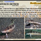 Parapercis snyderi - Blackfin sandperch