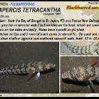 Parapercis tetracantha - Blackbarred sandperch