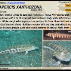 Parapercis xanthozona - Yellowbar sandperch