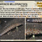 Parapercis millepunctata - Blackdotted sandperch