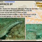 Parapercis sp