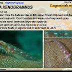 Ucla xenogrammus - Largemouth  triplefin