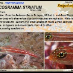 Helcogramma  striatum - Striped triplefin