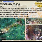Helcogramma chica - Little hooded  triplefin