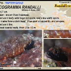 Helcogramma randalli - Randall's triplefin