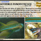 Plagiotremus rhinorhynchos-Bluestriped fangblenny