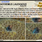 Plagiotremus laudandus - Bicolour fangblenny