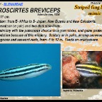 Petroscirtes breviceps - Striped fangblenny
