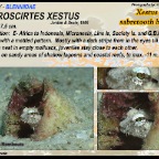 Petroscirtes xestus - Xestus sabretooth blenny