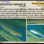 Petroscirtes variabilis - Variable fangblenny