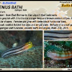 Ecsenius  bathi - Bath's blenny
