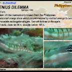 Ecsenius dilemma - Philippines  blenny