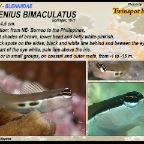 Ecsenius bimaculatus - Twinspot blenny