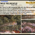 Ecsenius trilineatus - Three-lined blenny