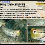 Ecsenius yaeyamaensis - Yaeyama blenny