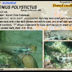 Ecsenius polystictus - Dotted coralblenny