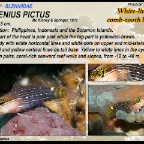 Ecsenius pictus - Pictus  blenny