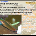 Ecsenius stigmatura - Tailspot  blenny