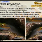 Ecsenius melarchus - Eyelined  blenny