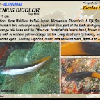 Ecsenius bicolor - Bicolor blenny