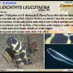 Pholidichthys leucotaenia - Convict blenny