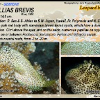 Exallias brevis - Leopard blenny