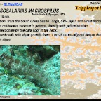 Crossosalarias macrospilus - Tripplespot  blenny