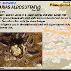 Salarias alboguttatus - White spotted  blenny