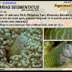 Salarias segmentatus - Segmented blenny