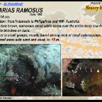 Salarias ramosus - Starry blenny
