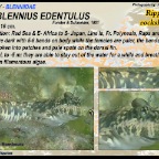 Istiblennius edentulus - Ripled rockskipper