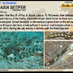 Xiphasia setifer - Snake blenny