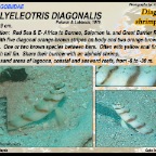 Amblyeleotris diagonalis - Diagonal shrimpgoby