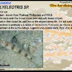 Amblyeleotris sp. - Five-bar shrimpgoby