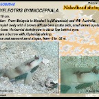 Amblyeleotris gymnocephala - Nakedhead shrimpgoby