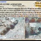 Amblyeleotris latifasciata - Wide-barred  shrimpgoby