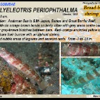 Amblyeleotris periophthalma - Broad-banded shrimpgoby