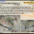 Amblyeleotris randalli - Randall's shrimpgoby