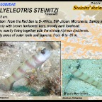 Amblyeleotris steinitzi - Steinitz shrimpgoby