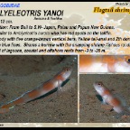 Amblyeleotris yanoi - Flagtail shrimpgoby
