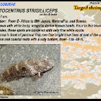 Cryptocentrus strigilliceps - Targed shrimpgoby